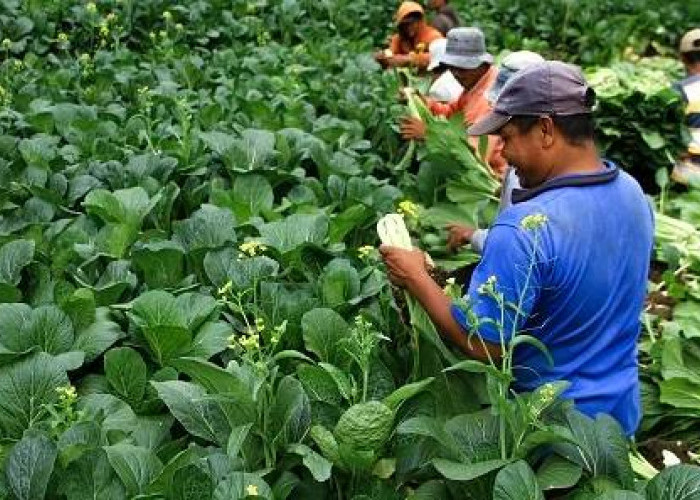 Mandiri Hasilkan Sayuran, KWT Ajak Produktif Penuhi Pangan Keluarga