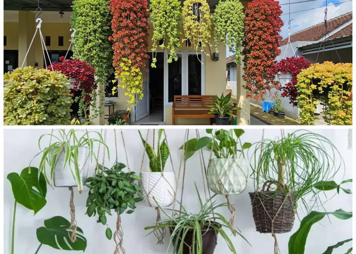 7 Jenis Tanaman Hias Gantung Ini: Bikin Suasana Rumah Teduh dan Estetik ala Resort!