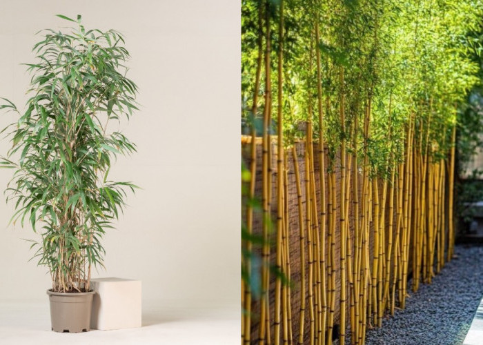 Jenis-Jenis Bambu Hias yang Cocok untuk Lingkungan Rumah!