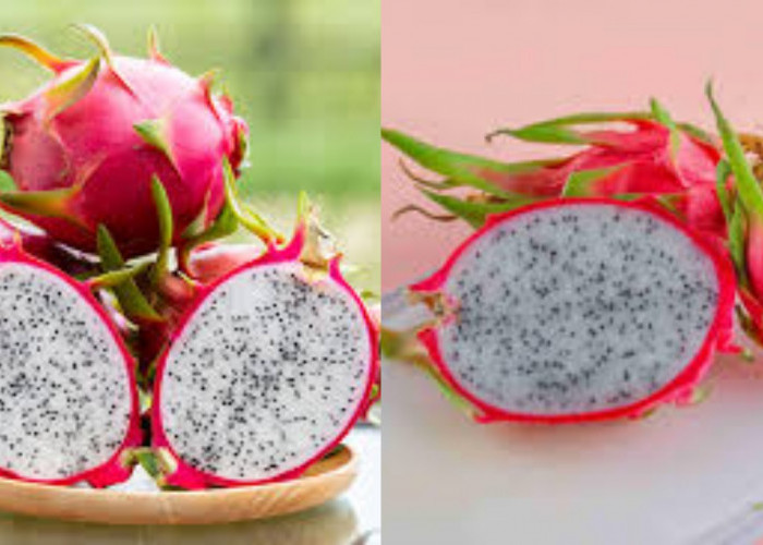 Mencegah Penuaan Dini Teryata Ini Guys Manfaat Dari Buah Naga Putih Untuk Kesehatan Kulit!