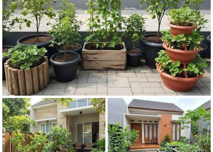 8 Ide Kebun Buah Mini di Teras Rumah Tanpa Bongkar Paving, Simpel tapi Hasilnya Melimpah!