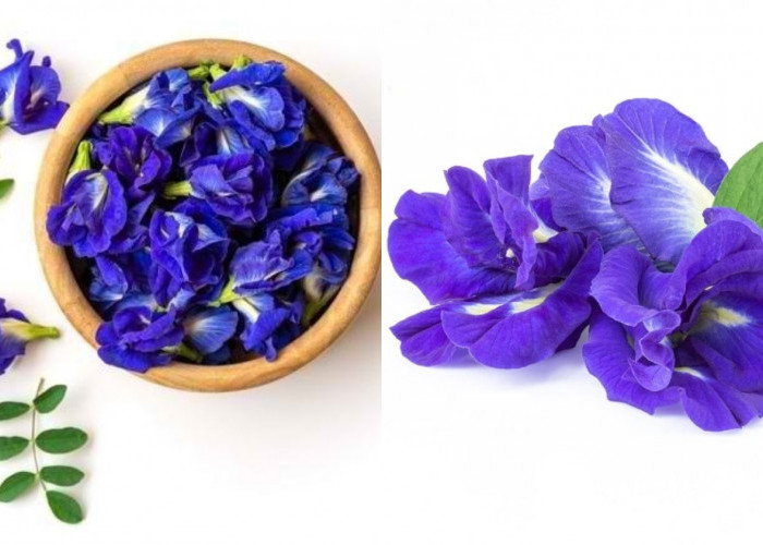 Bukan Hanya Sekedar Cantik Teryata Bunga Ini Manfaatnya Bisa Menurunkan Gula Darah Loh! 