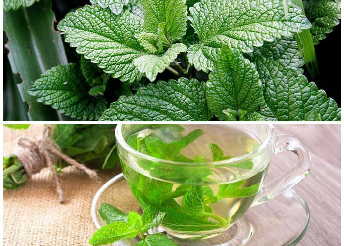 Daun Mint sebagai Obat Alami, Segarkan Mulut dan Jaga Kesehatan Pencernaan