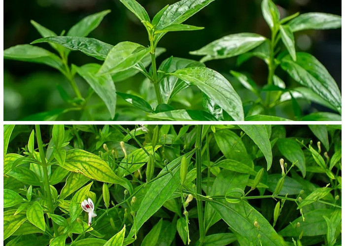 8 Khasiat Daun Sambiloto yang Jarang Diketahui untuk Kesehatan Tubuh