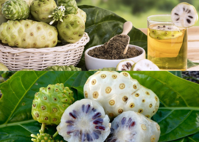 Inilah 7 Manfaat Buah Mengkudu untuk Kesehatan Secara Alami!