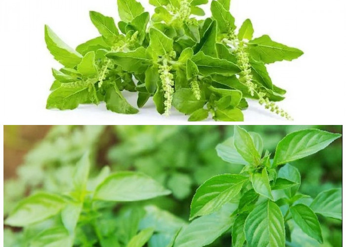 Daun Kemangi dan Khasiatnya: Sayuran Segar yang Tetap Nikmat Meski Tanpa Dimasak!