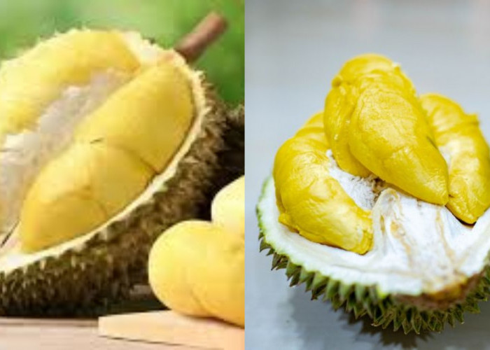Yuk Intip! Inilah 7 Manfaat Durian Untuk Kesehatan Yang Sayang Dilewatkan