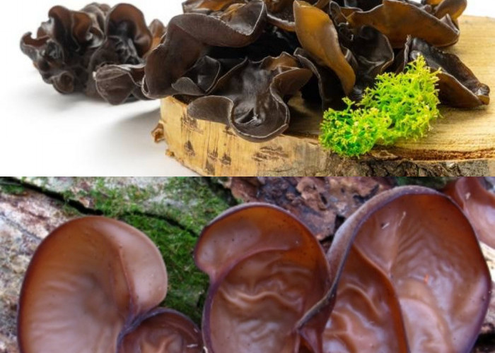  Kamu Perlu Tahu! Inilah Manfaat Jamur Kuping Untuk Kesehatan Tubuh