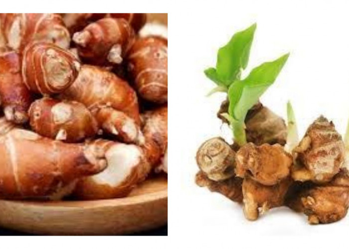 6 Manfaat Kencur untuk Kesehatan: Bisa Bikin Hengkang Asam Urat?