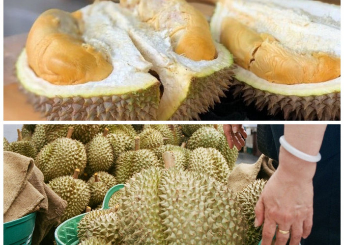 Raja Buah Durian: Inilah 6 Daerah Utama Penghasil Durian Terbanyak di Indonesia!