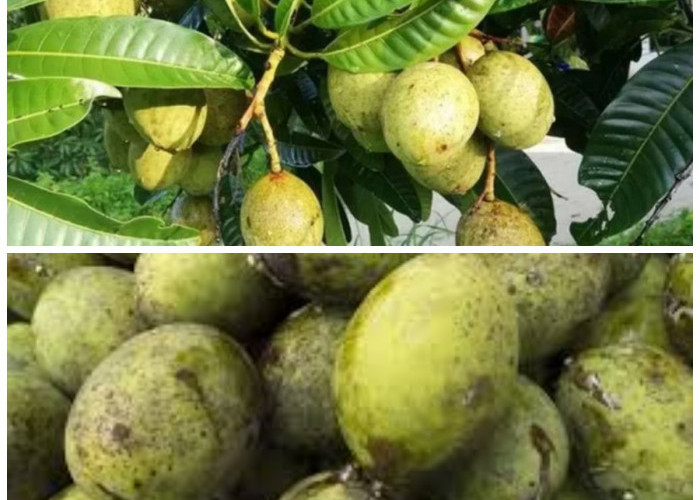 Buah Limus dan Segudang Manfaatnya: Dari Meningkatkan Daya Tahan hingga Menjaga Berat Tubuh