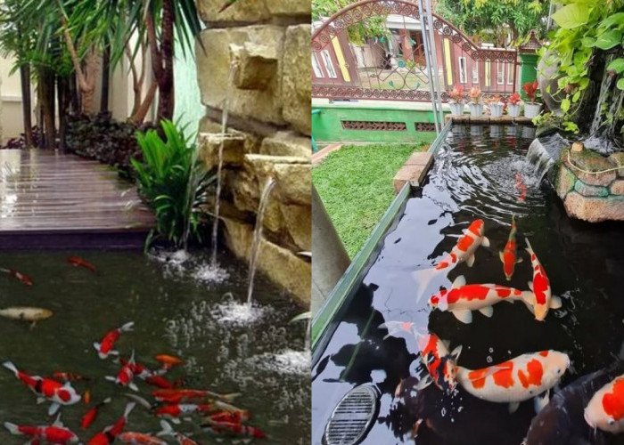 Desain Kolam Ikan Koi Minimalis, Menyempil yang Bikin Rumah Lebih Hidup!