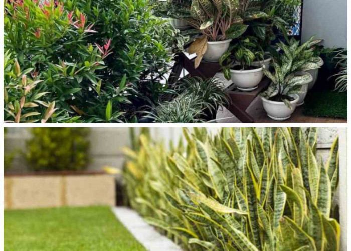 Ayam Enggan Mendekat! 5 Jenis Tanaman Ini Ampuh Jaga Kebersihan Halaman Rumah