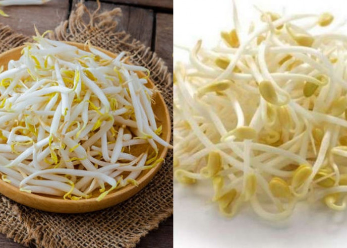 Rutin Konsumsi Toge, Ini Deretan Manfaatnya untuk Kesehatan Tubuh!