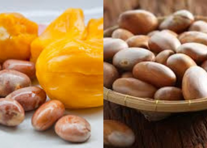 Jangan Sepelekan! Inilah Manfaat Biji Nangka Untuk Kesehatan Yang Luar Biasa