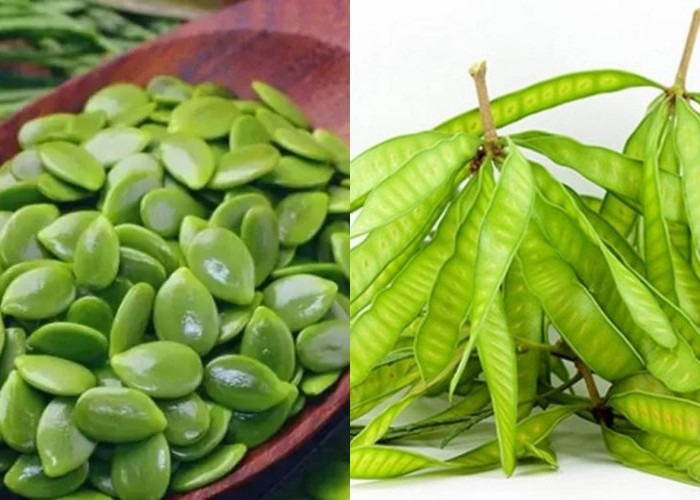 Menurunkan Kadar Gula Darah Inilah Manfaat Dari Petai Cina Yang Jarang Diketahui! 