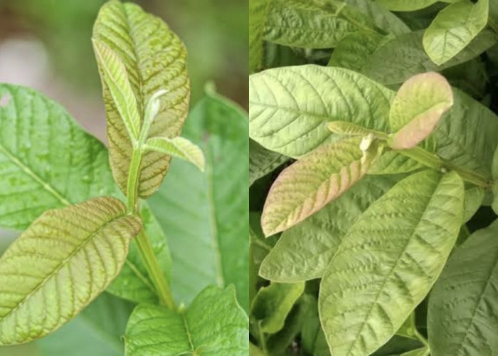 Daun Jambu Biji, Herbal Sederhana dengan Segudang Manfaat Luar Biasa