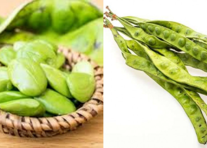 Jangan Remehkan Petai! Ini Dia Segudang Manfaatnya untuk Kesehatan Tubuh Anda