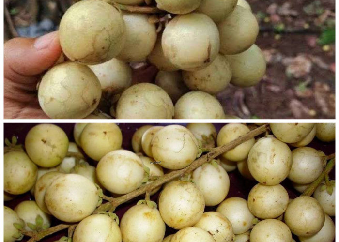 Khasiat Tersembunyi Buah Rambai untuk Menjaga Kesehatan Tubuh Secara Alami!