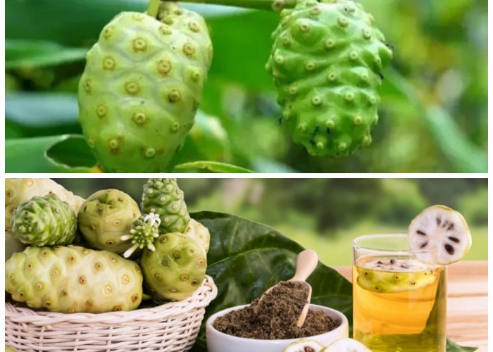 Manfaat Tersembunyi Buah Pace untuk Tubuh, Meski Rasanya Pahit