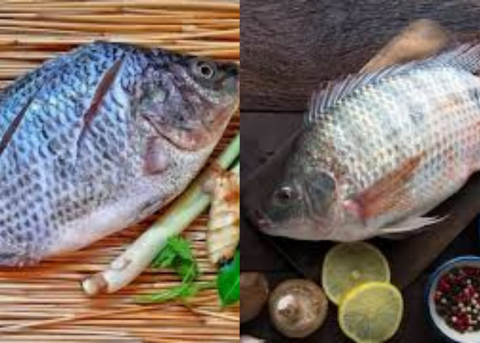 Beragam Manfaat Ikan Mujahir Untuk Kesehatan Tubuh Yang Harus Kalian Ketahui!