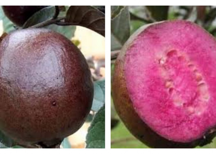 Jambu Biji Ungu: Buah Eksotis dengan Segudang Manfaat Kesehatan