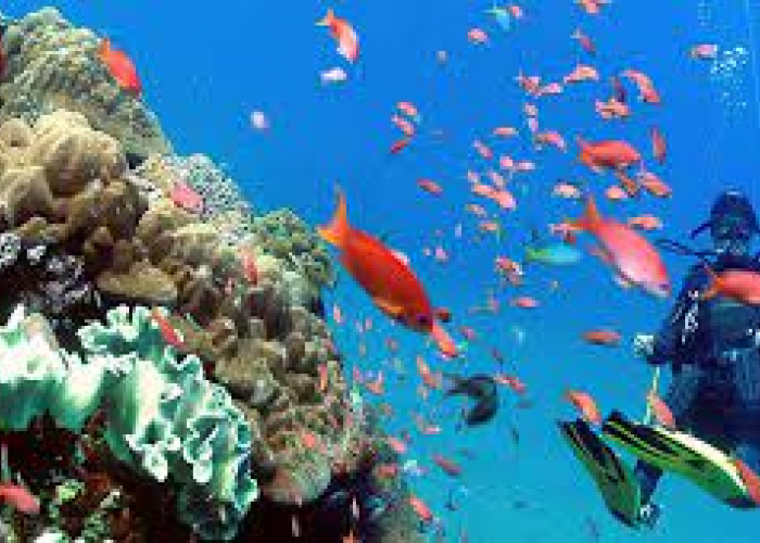 Pesona Tersembunyi Bali, Lima Destinasi Diving Terbaik untuk Penyelam, Nyesel Kalo Gak Kesini!