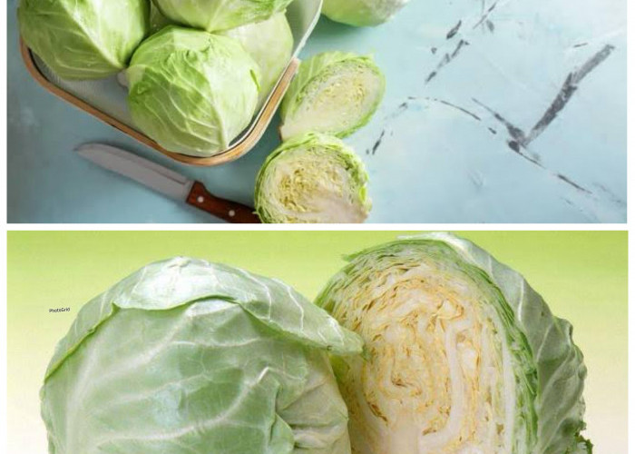 Manfaat Sayur Kol: Sayuran Sederhana dengan Segudang Khasiat!