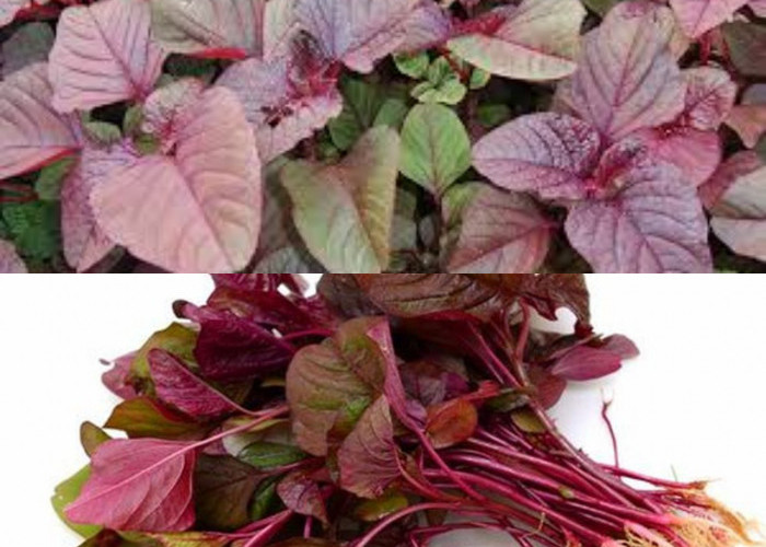 Manfaat Bayam Merah yang Tidak Banyak Diketahui!