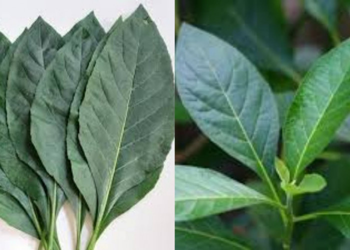 Yuk Kenali 8 Manfaat Daun Afrika Untuk Kesehatan Tubuh Yang Luara Biasa!