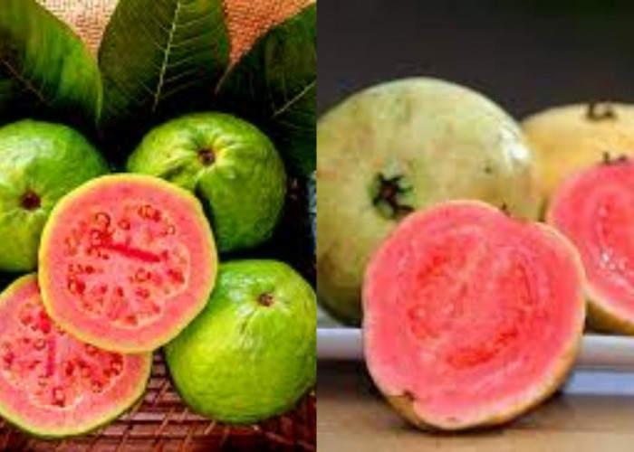 Jambu Biji: Buah Tropis Kaya Manfaat Untuk Kesehatan Tubuh Kamu