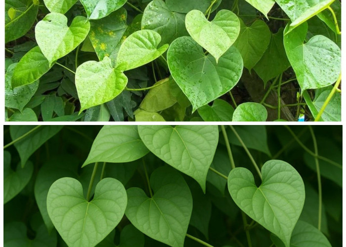 Daun Sembukan dan Khasiatnya untuk Kesehatan: Herbal Alami yang Baik untuk Pencernaan