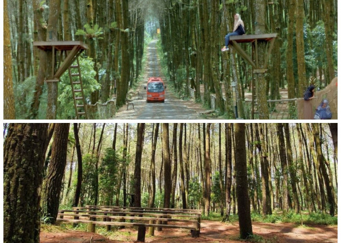 Liburan Estetik Gak Perlu Jauh-Jauh, Hutan Pinus Kragilan Jawabannya!
