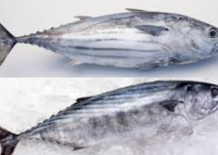 Yuk Simak! 8 Manfaat Ikan Cakalang Untuk Kesehatan Tubuh