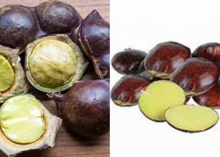 Yuk Ketahui! Ini 5 Manfaat Jengkol Untuk Kesehatan Tubuh Yang Luar Biasa