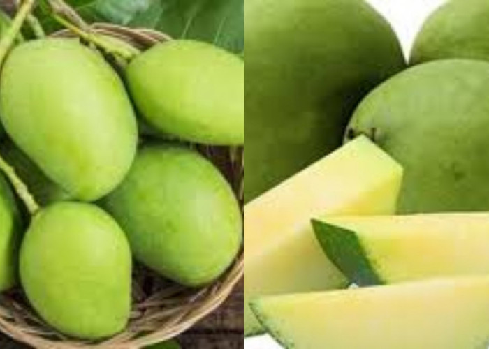 Beragam Kandungan Dan Manfaat Buah Mangga untuk Ibu Hamil Yang Luar Biasa!