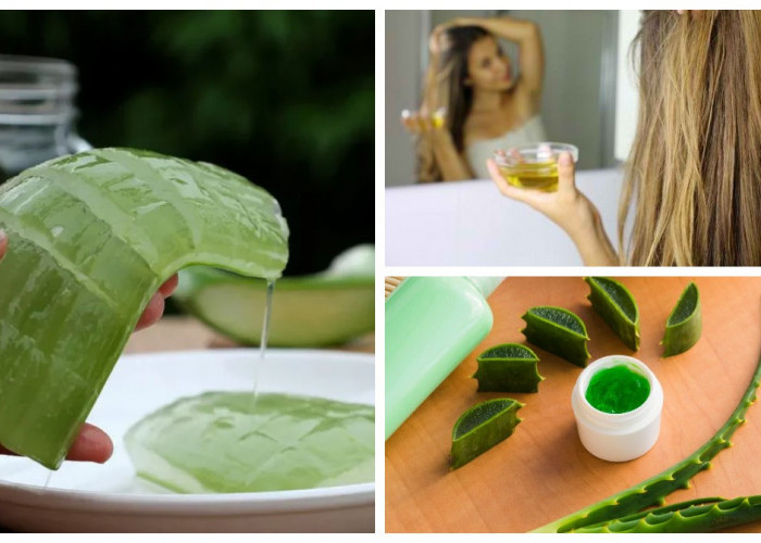 Cara Memakai Lidah Buaya untuk Rambut: Atasi Rontok, Kering, dan Rambut Rusak Secara Alami