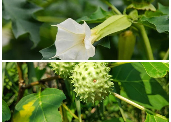 Mengenal Daun Kecubung, Tanaman Herbal dengan Manfaat dan Risiko Berbahaya
