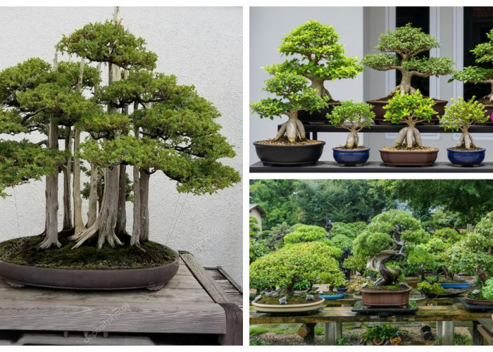 Seni Miniatur Alam Nusantara: Delapan Bonsai Lokal yang Menghidupkan Estetika Rumah
