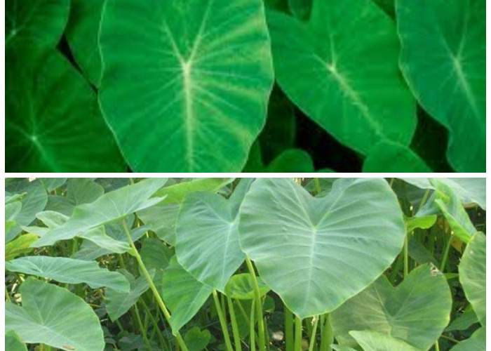 Manfaat Daun Talas untuk Kesehatan: Nutrisi Lengkap dan Ragam Khasiatnya