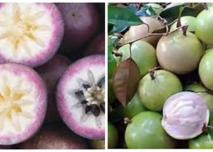 9 Manfaat Buah Kenitu untuk Kesehatan Tubuh