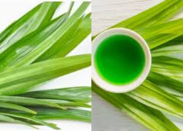 Jangan Sia-Siakan 7 Manfaat Daun Pandan bagi Kesehatan