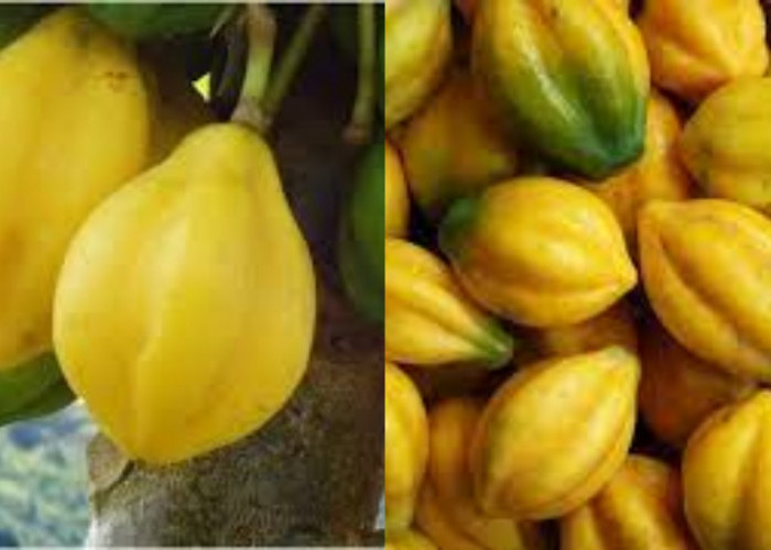 Beragam Manfaat Buah Carica Untuk Kesehatan Tubuh Yang Luar Biasa!