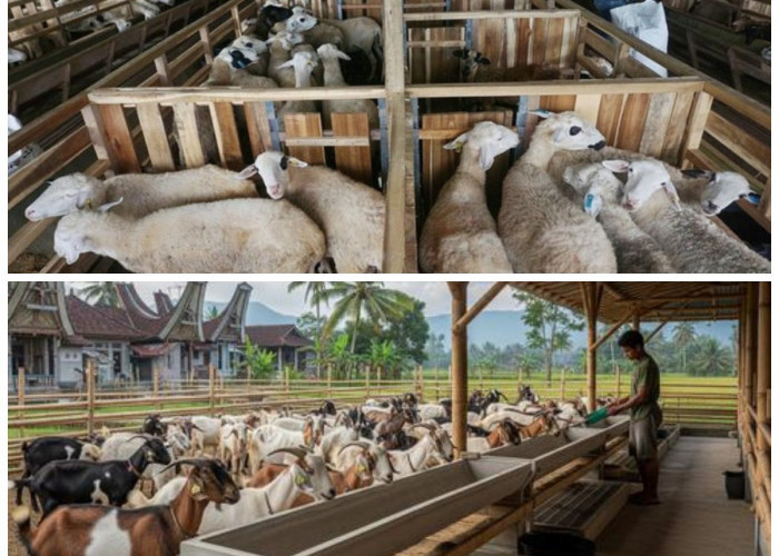 Tetap Kerja Kantoran, Tetap Bisa Ternak Kambing: Ini Strategi Praktisnya