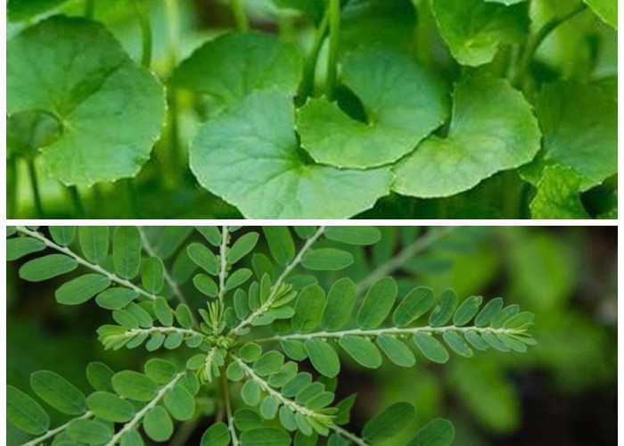 12 Tanaman Herbal yang Penuh Manfaat untuk Menjaga Kesehatan Tubuh secara Alami