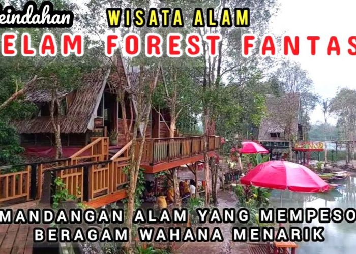 Menemukan Keindahan Tersembunyi di Hutan Gelam Fantasi, Sumatera Selatan
