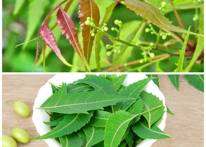 Manfaat Daun Mimba untuk Kesehatan: 5 Khasiat Alami yang Jarang Diketahui