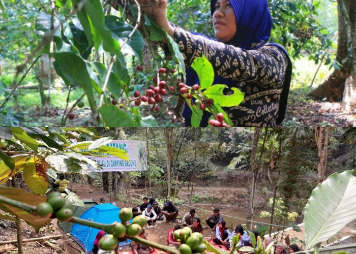 Ayo Nikmati Serunya Jalan Jalan ke Kampung Wisata Kopi, Suasana Desa yang Bikin Betah dan Ngopi Makin Nikmat