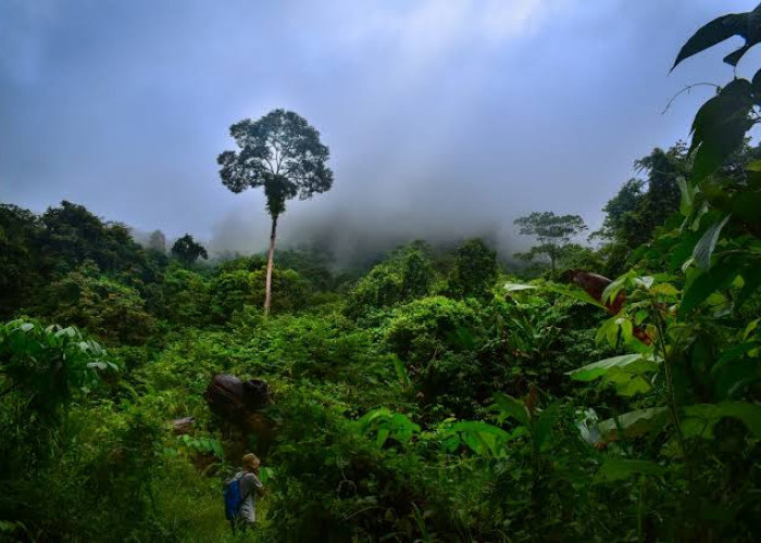 Ini 7 Misteri dan Sejarah Hutan Kalimantan, Salahsatunya Kaya Biodiversitasinya