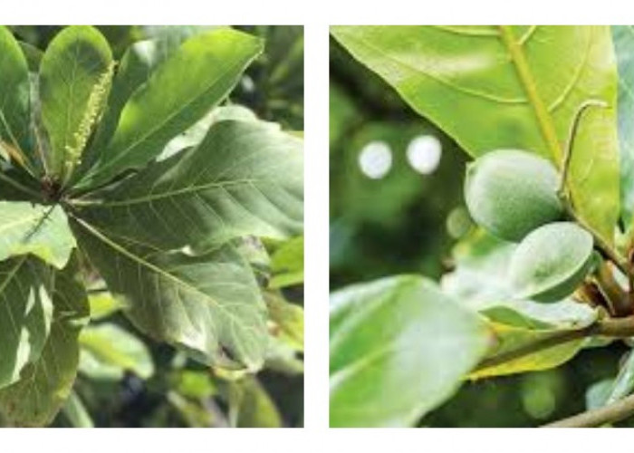 Tanaman Ketapang: Kegunaan, Varietas, dan Cara Perawatannya